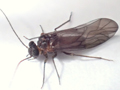 Peripsocus didymus
